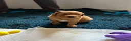 Golden Retriever dogs for sale: Beautiful dark red golden retriever puppies  - Advert 14