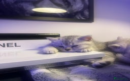 British Shorthair cats for sale: British Shorthair Kittens - Image 10
