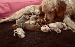 Goldendoodle dogs for sale: 🌟F1B Standard Goldendoodle Puppies in Merthyr Tydfil - Image 15