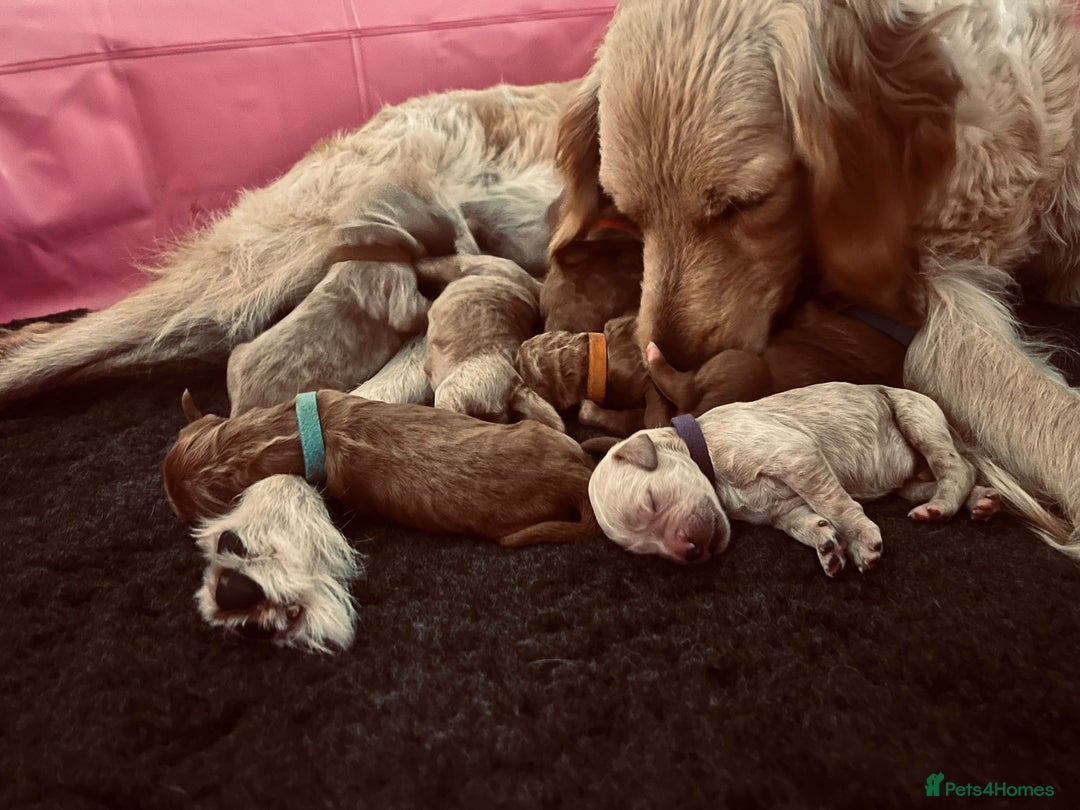 Goldendoodle dogs for sale: 🌟F1B Standard Goldendoodle Puppies in Merthyr Tydfil - Image 15
