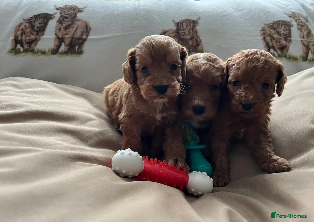 Cockapoo dogs for sale:  Stunning F1 DNA clear cockapoo puppies  - Advert 20