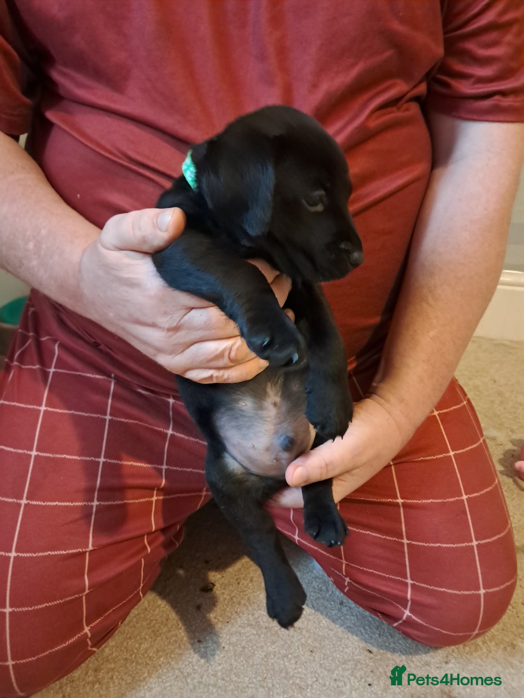 Mixed Breed dogs for sale: Splurcherpoo puppys - Advert 17