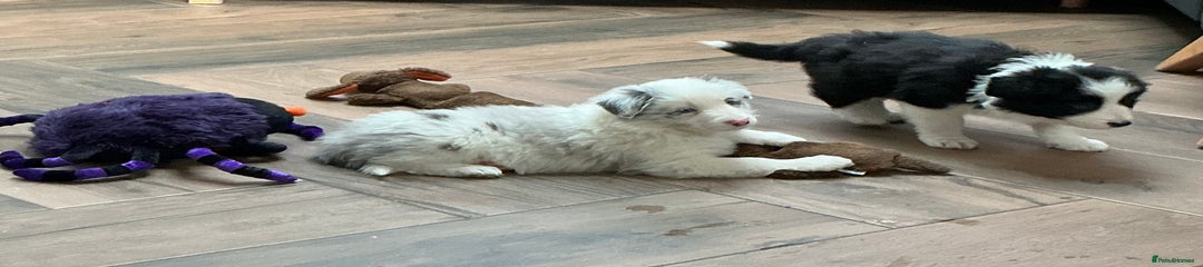Border Collie Puppy 1