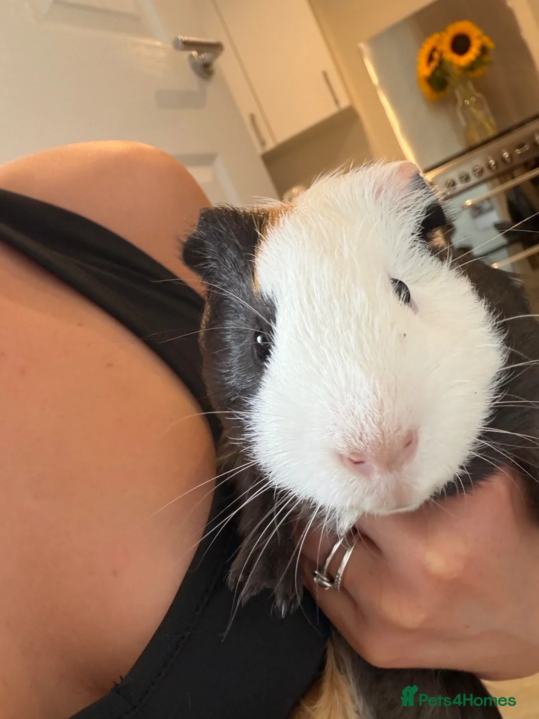 Guinea Pig rodents for sale: 2 male guinea pigs  in Barnsley - Advert 1