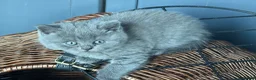 British Shorthair cats for sale: Beautiful GCCF kittens - READY NOW - Advert 5
