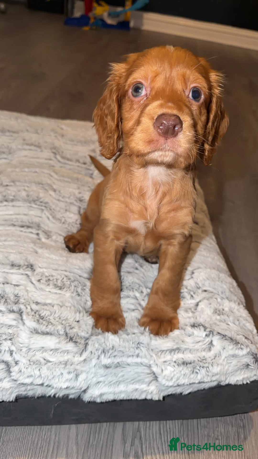 Cocker Spaniel dogs for sale: Cocker spaniel puppy - Advert 1