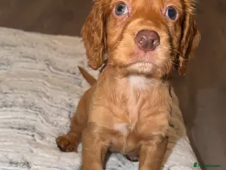 Cocker Spaniel dogs Cocker spaniel puppy - Advert 11