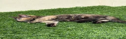 Mixed Breed cats for sale: 2 beautiful kittens looking for their forever home - Advert 15