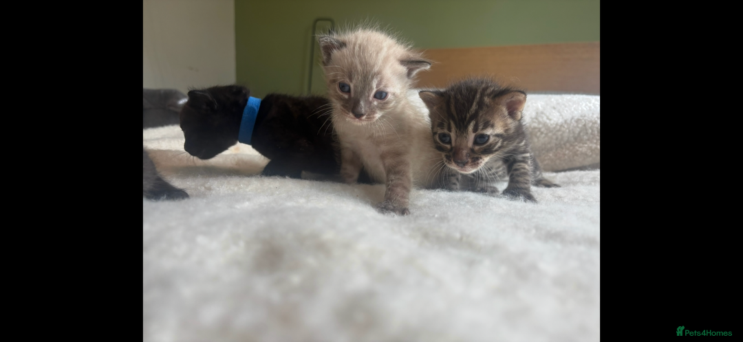 Bengal cats for sale: 4 Rare Tica Registered Bengal Kittens - Image 5