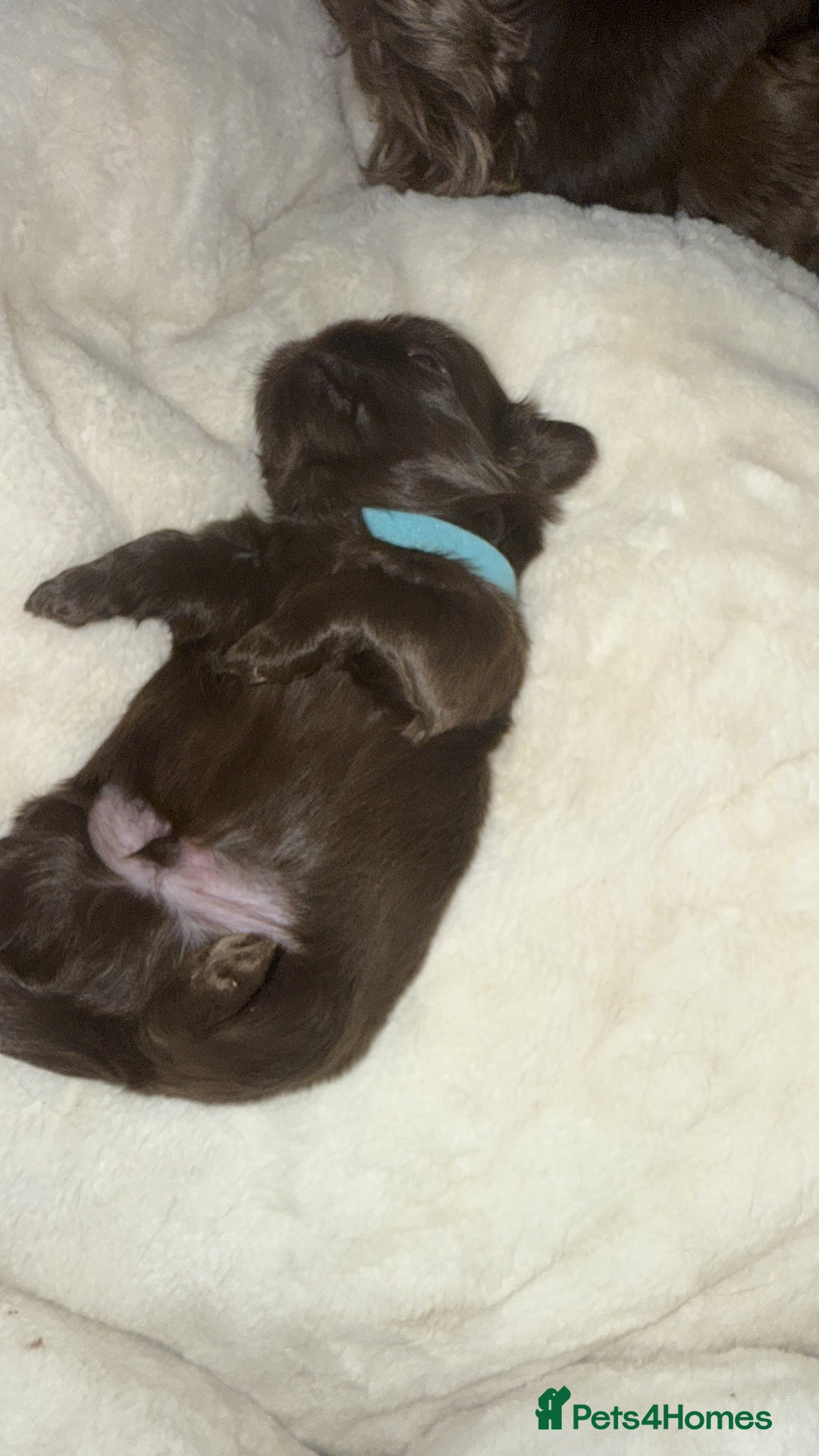 Shih Tzu dogs for sale: Stunning chocolate imperial Shih tzu - Advert 7