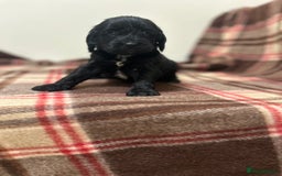 Cockapoo dogs for sale: stunning toy cockapoo  - Advert 11