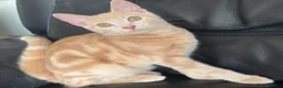 Mixed Breed cats for sale: Bengal cross beige kitten - Advert 7