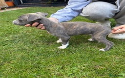 Mixed Breed dogs for sale: Staffordshire bull terrier cross whippet ready now - Image 8