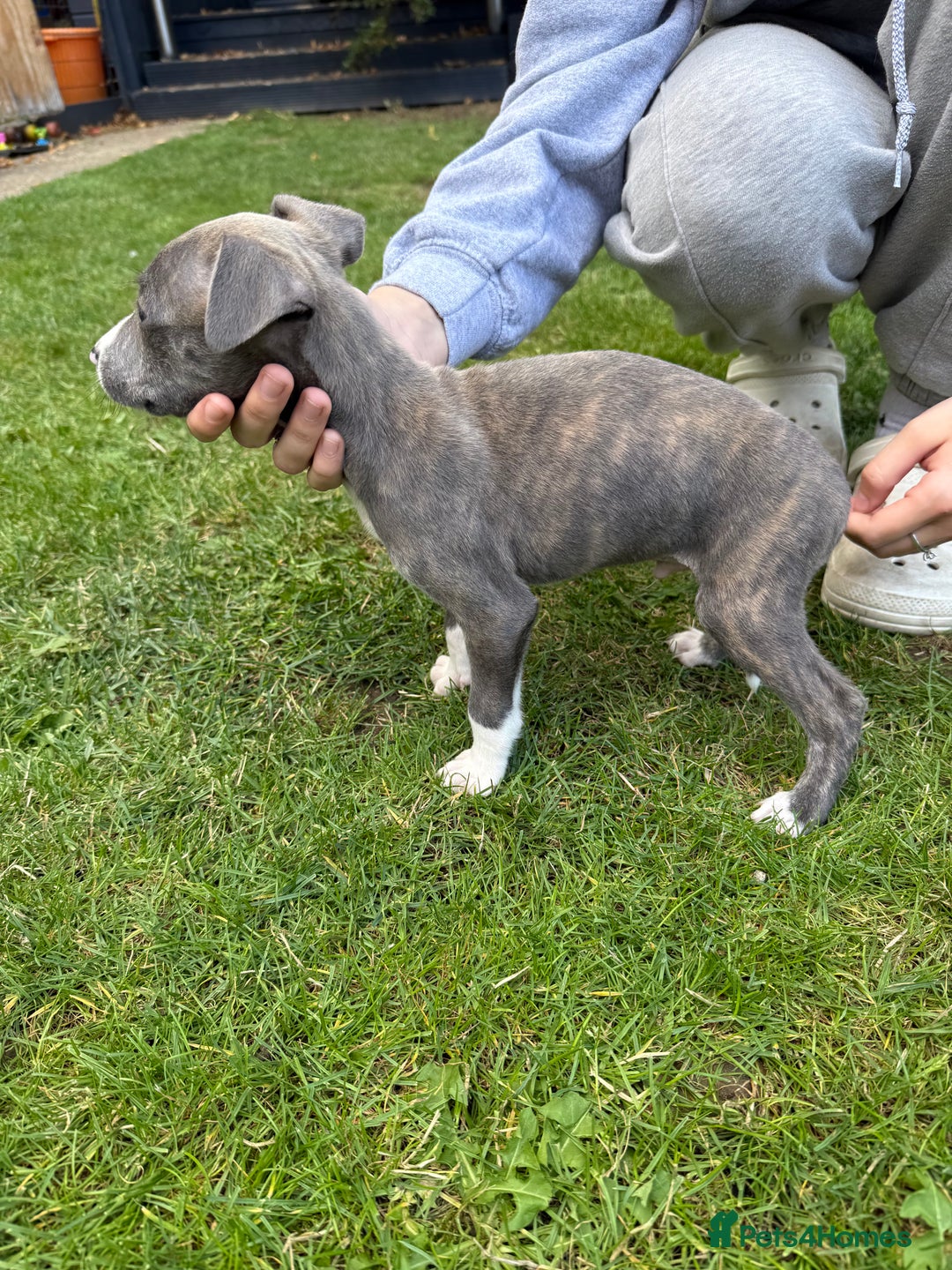 Mixed Breed dogs for sale: Staffordshire bull terrier cross whippet ready now - Image 8
