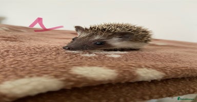Pygmy Hedgehog rodents - Advert 14