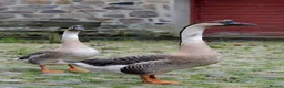 Geese poultry for sale: Pure breed Chinese gander in Bristol - Advert 1
