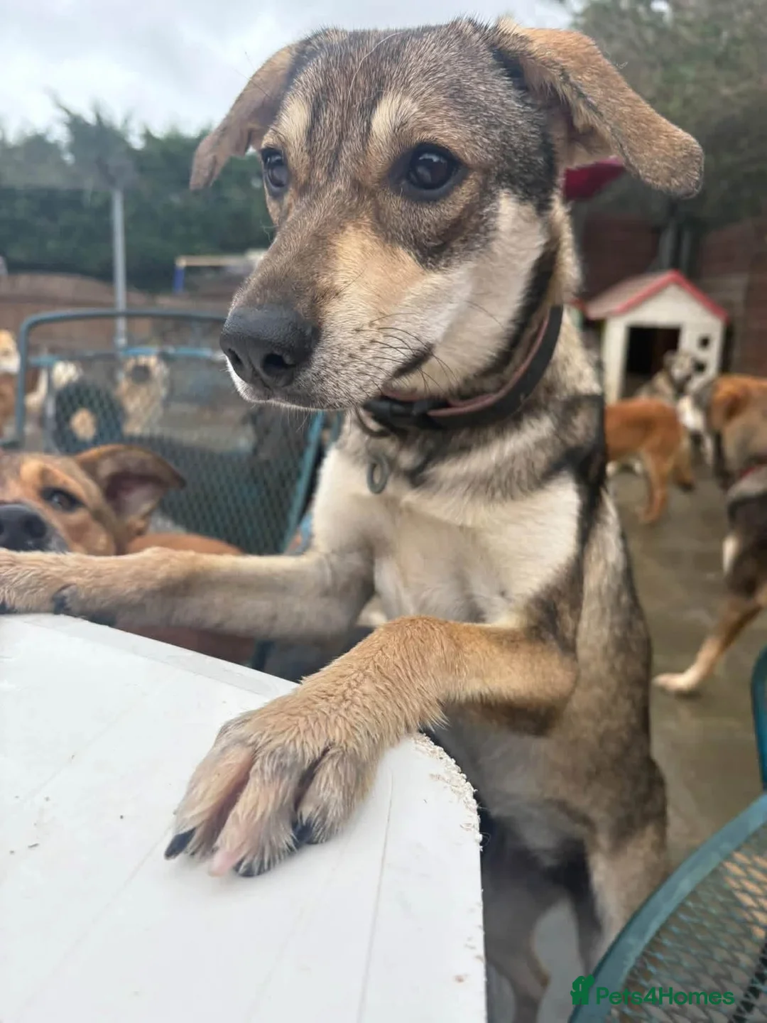 Mixed Breed dogs for adoption: Rosie - Norwich Norfolk  - Advert 2