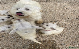 West Highland Terrier dogs for sale: Beautiful west highland terriers puppys - Image 21