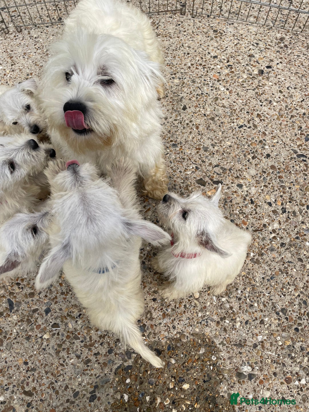 West Highland Terrier dogs for sale: Beautiful west highland terriers puppys - Image 21