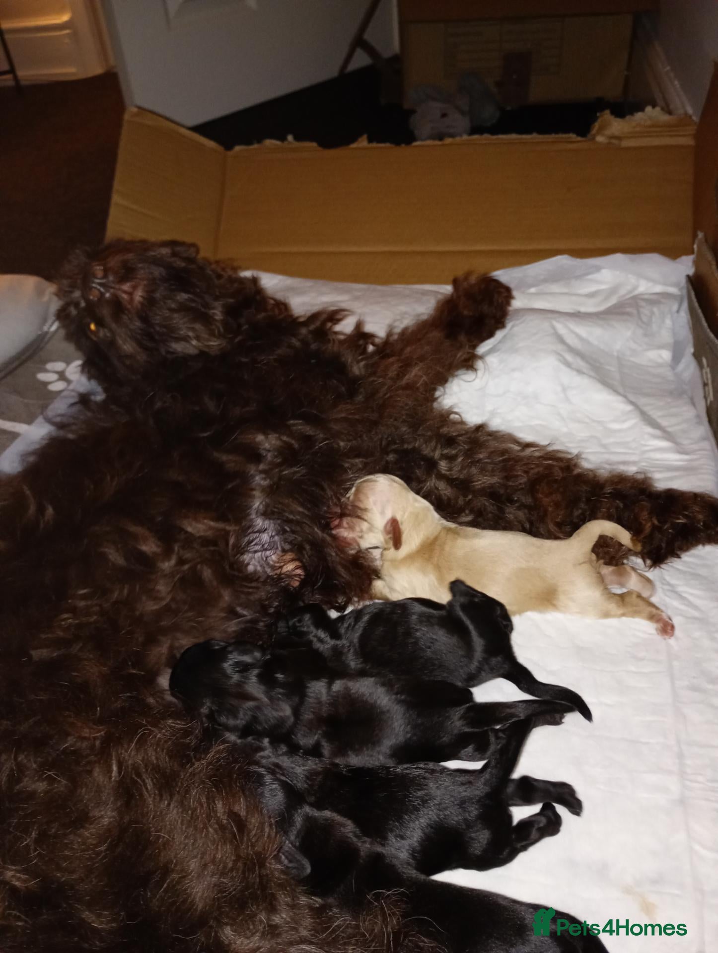 Cockapoo dogs Cockapoo pups READY IN 8 WEEKS  - Advert 8