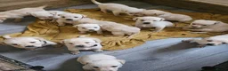 Labrador Retriever dogs for sale: Labrador Puppies  - Advert 12