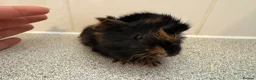 Guinea Pig rodents for sale: Beautiful baby piggies  - Advert 11