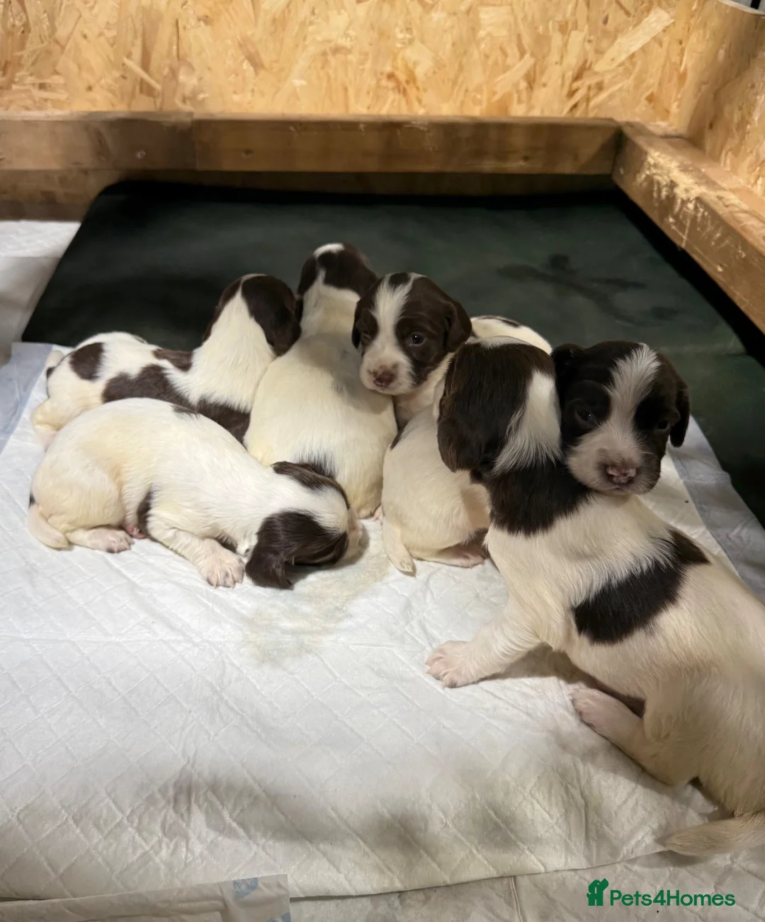 English Springer Spaniel dogs for sale: KC Springer Spaniel puppies for sale  - Advert 1