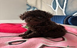 Toy Poodle dogs for sale: 1 Male & 1 Female Toy Poodle - Image 12