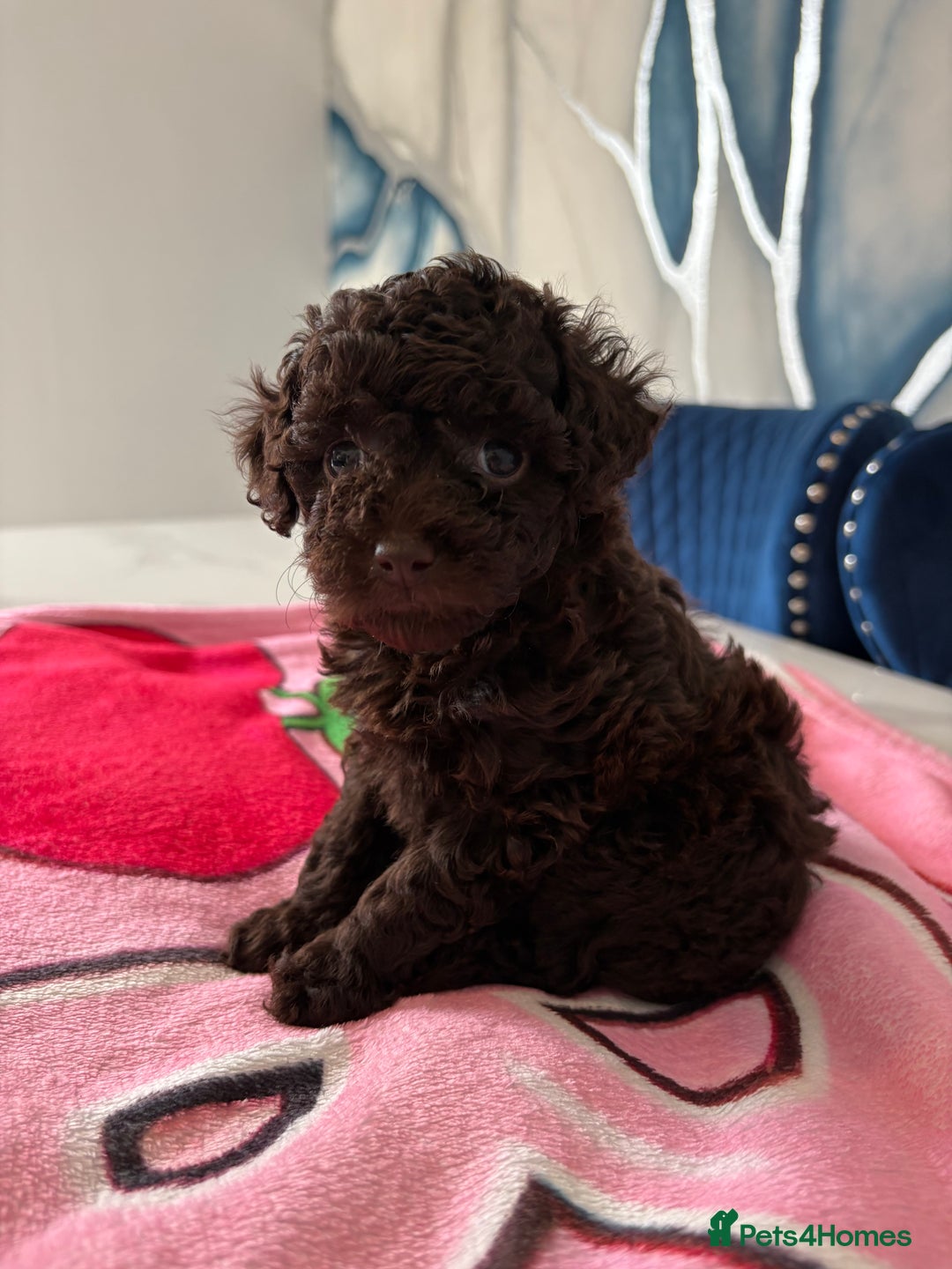 Toy Poodle dogs for sale: 1 Male & 1 Female Toy Poodle - Image 12