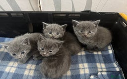 British Shorthair cats for sale: Gorgeous British Blue Shorthair X Kittens for sale in Brentwood - Image 1