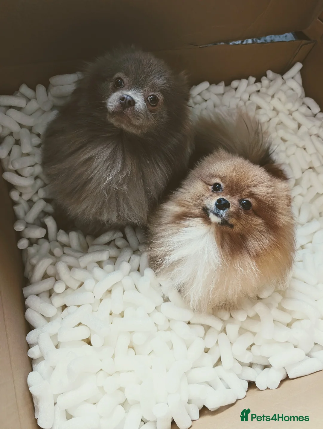 Pomeranian dogs for stud: For stud, handsome Pomeranian in Mexborough - Advert 5
