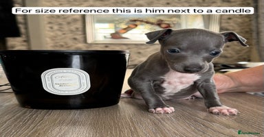 Italian Greyhound dogs - Advert 10
