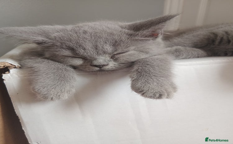 British Shorthair cats in Gloucester - Advert 2