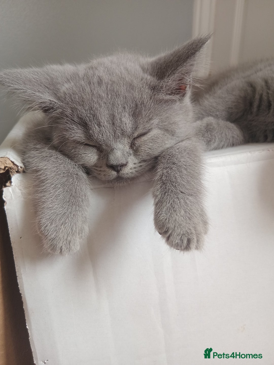 British Shorthair cats for sale: BRITISH SHORT HAIR KITTENS  in Gloucester - Image 1