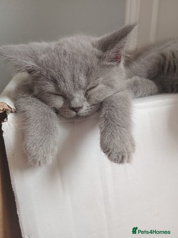 British Shorthair cats in Gloucester - Advert 4