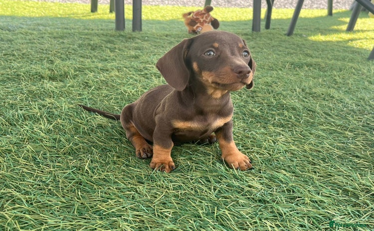 Dachshund dogs - Advert 1