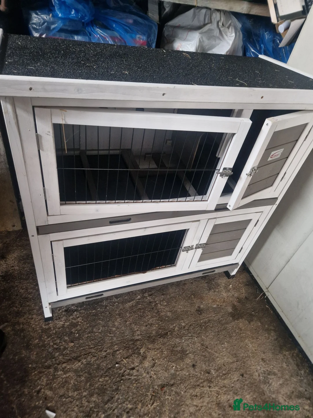 Mixed Breed rabbits for sale: Rabbits Brownies and Daisy - Advert 11