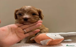 Maltipoo dogs for sale:  Beautiful Toy/Mini Maltipoo Puppies! - Image 9