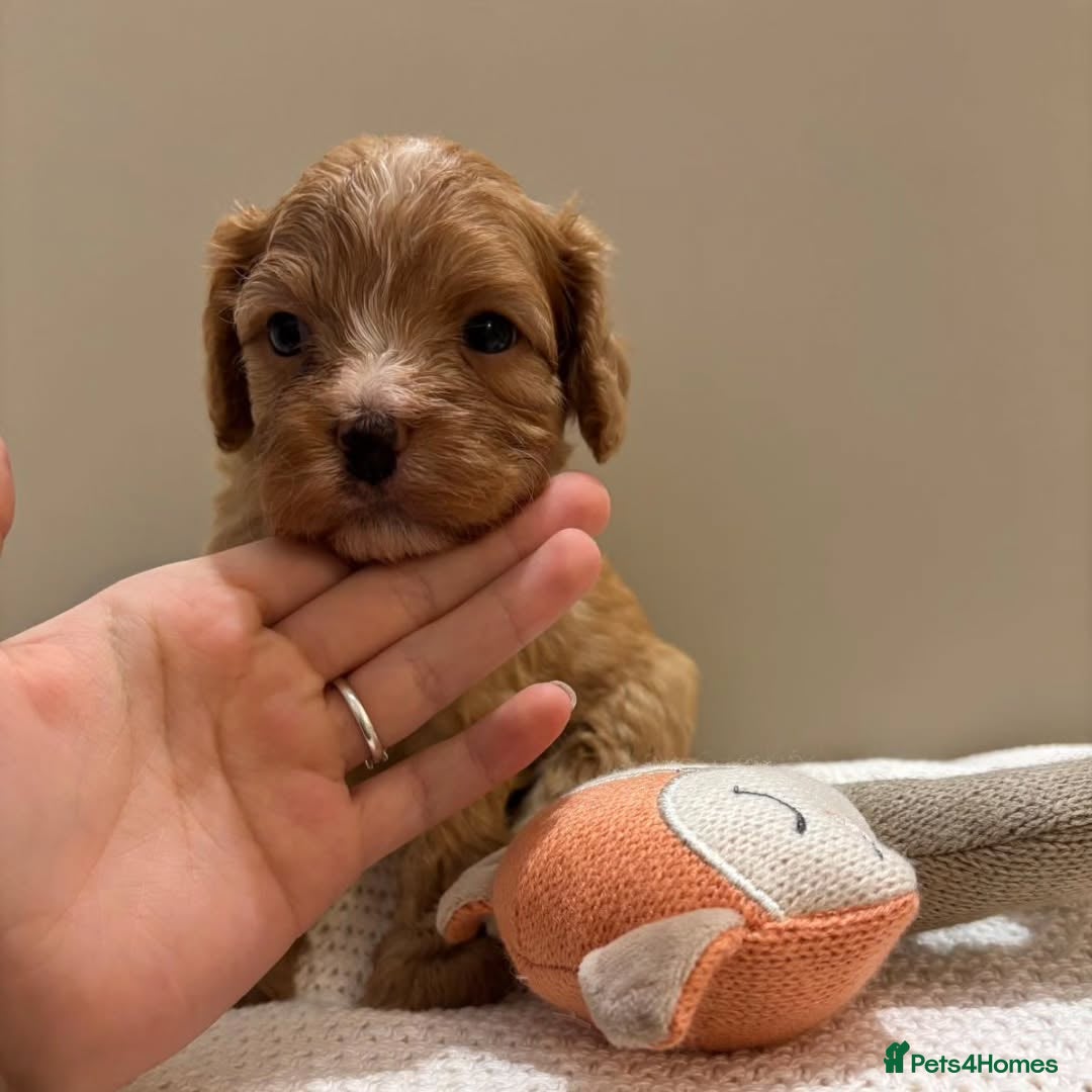 Maltipoo dogs for sale:  Beautiful Toy/Mini Maltipoo Puppies! - Image 9