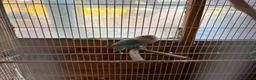 Lovebirds birds for sale: Proven pair of love birds  - Advert 5