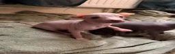Mexican Hairless dogs for sale: Mexican hairless girls  - Advert 3