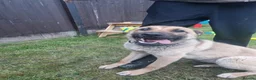 Belgian Shepherd Dog dogs for sale: Stunning Belgian Mali in Crewe - Advert 9