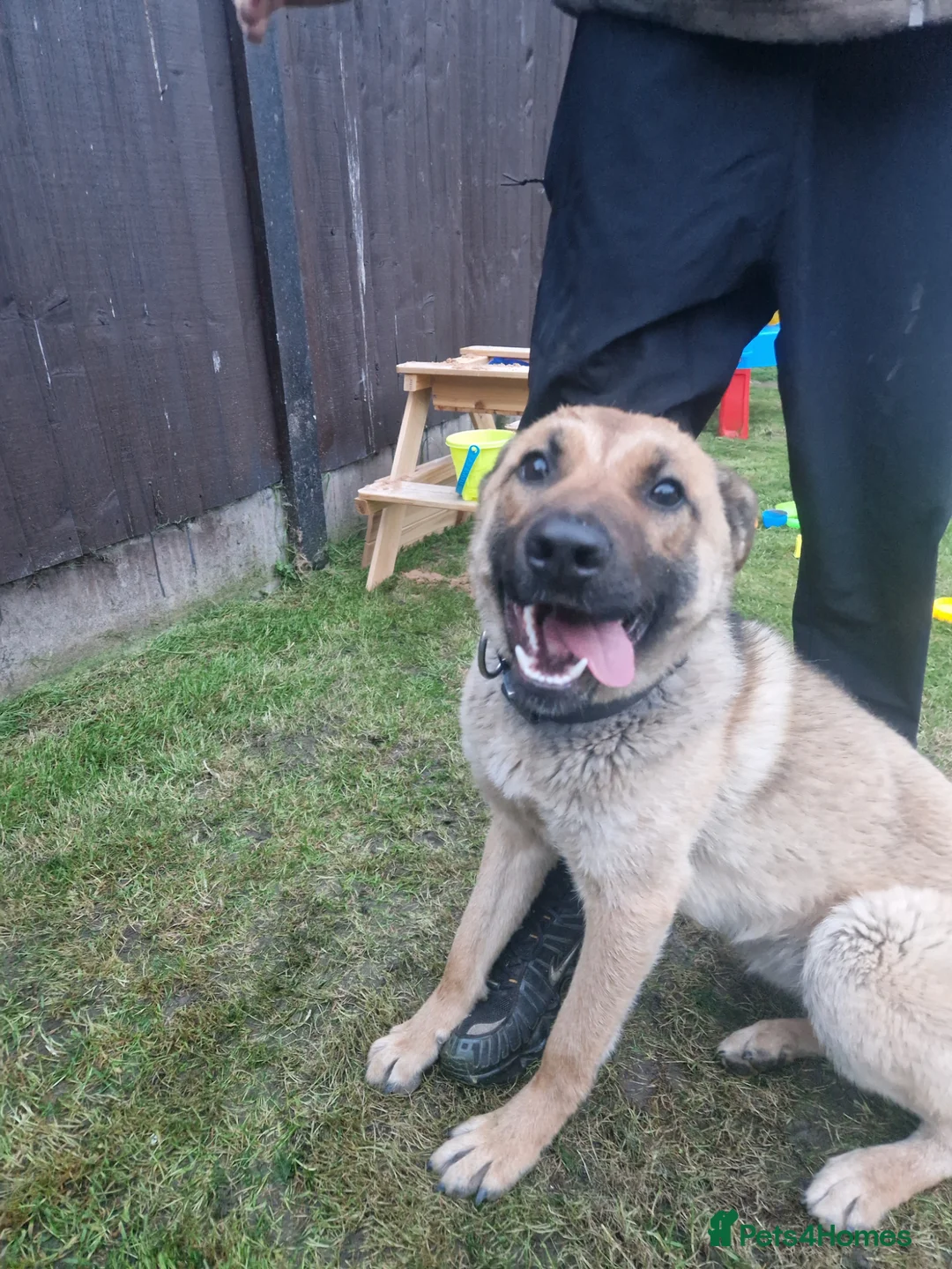 Belgian Shepherd Dog dogs for sale: Stunning Belgian Mali in Crewe - Advert 9