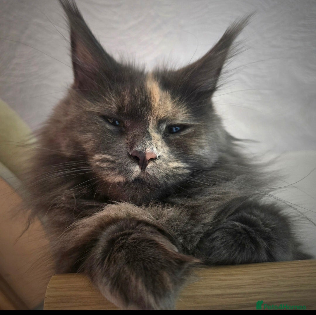 Maine Coon cats for sale: Female tica active queen - Advert 2