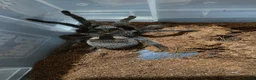 Tarantulas invertebrates for sale: Two Brazilian black tarantulas. - Advert 3