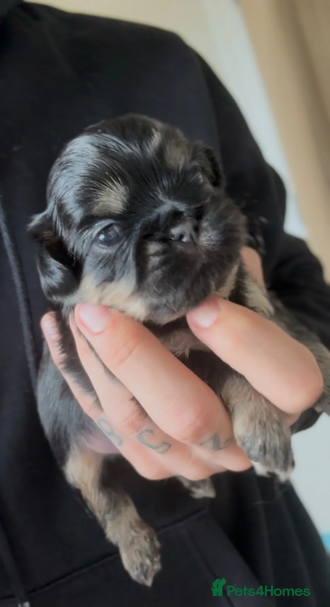 Shih Tzu dogs for sale: Imperial dobies 2 boys left LICENSED BREEDER  - Advert 2