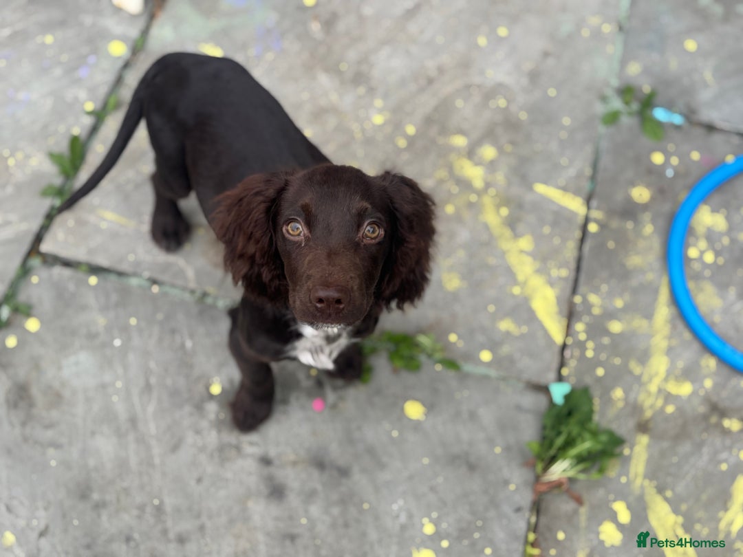 Cocker Spaniel dogs for sale: Two cocker spaniels - Advert 6