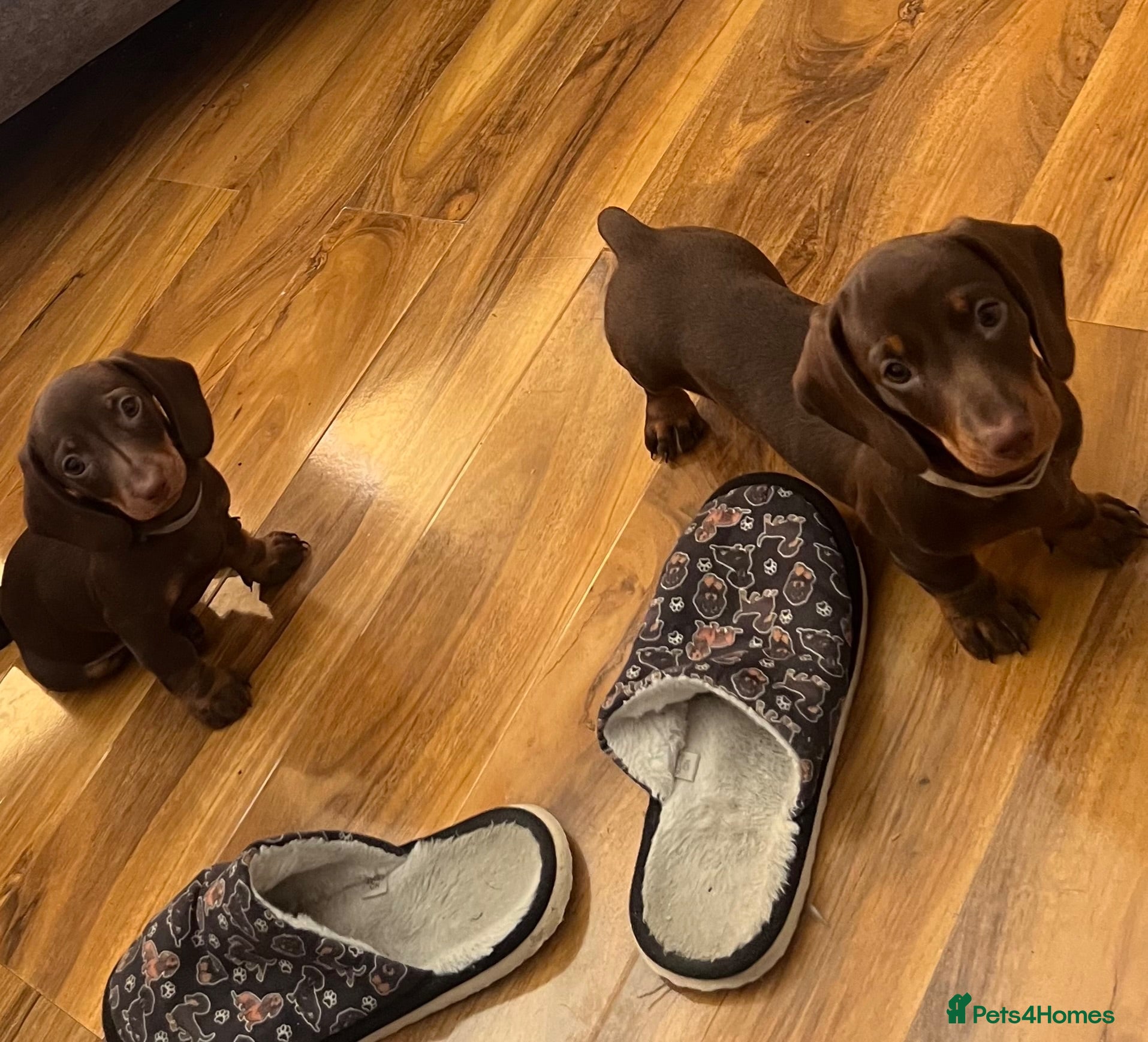 Miniature Dachshund dogs FULLY VACCINATED miniature Daschund babies - Advert 1