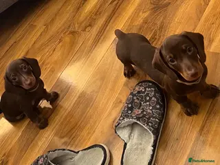 Miniature Dachshund dogs FULLY VACCINATED miniature Daschund babies - Advert 3