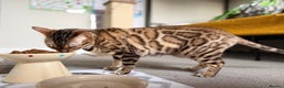 Bengal cats for sale: Exceptional Seal Sepia Bengal Queen  - Advert 5
